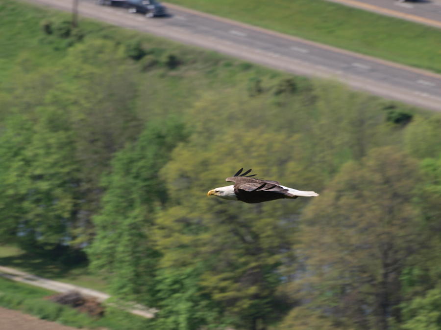 Bald Eagle In Flight One Photograph by Joshua House