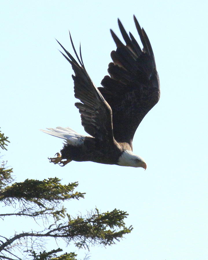 Eagle Photograph - Bald Eagle in flight by Robin Robinson