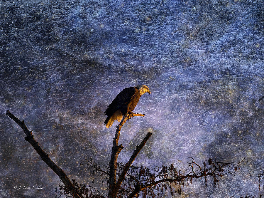 Bald Eagle In Suspense Digital Art by J Larry Walker