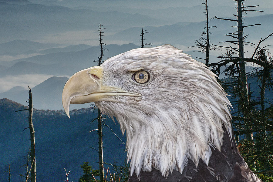 Bald Eagle in the Mountains Photograph by Randall Nyhof