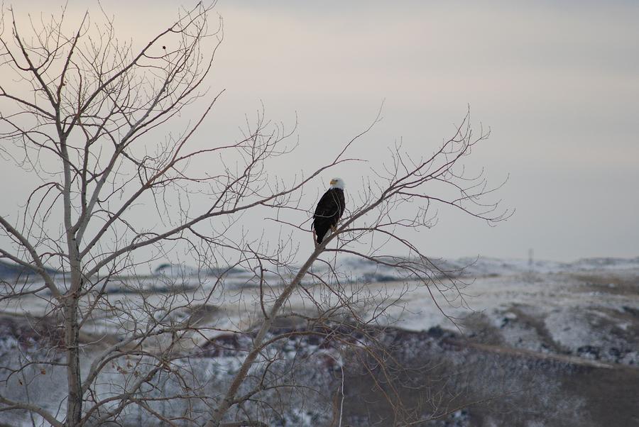 Bald Eagle in the Tree Photograph by Wanda Jesfield