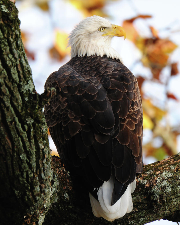 Bald Eagle In Tree Photograph by Craig Leaper