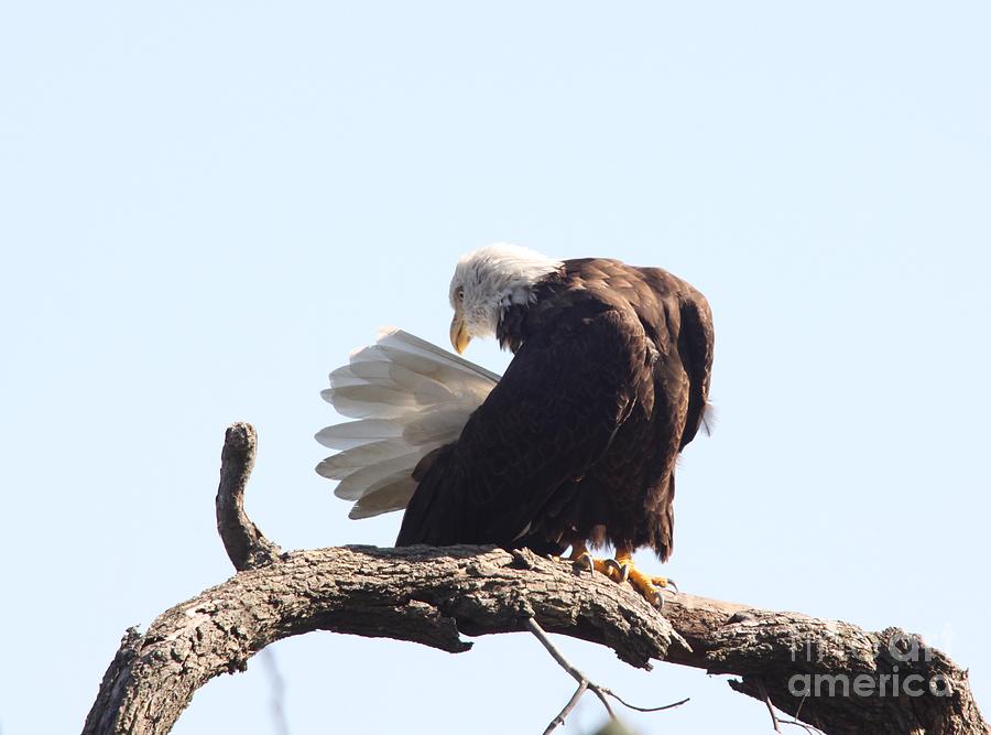 Bald Eagle Photograph by Jack R Brock