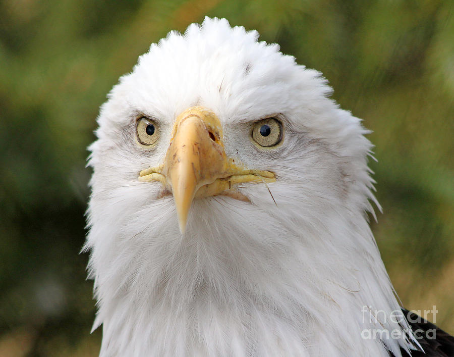 Bald Eagle  Photograph by Jack Schultz