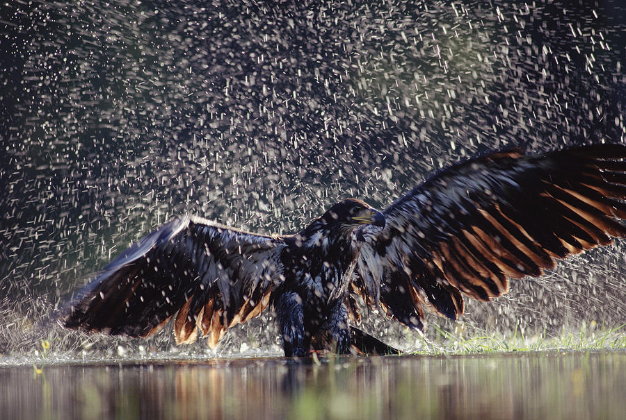 Bald Eagle Juvenile Bathing In River Photograph by Tim Fitzharris