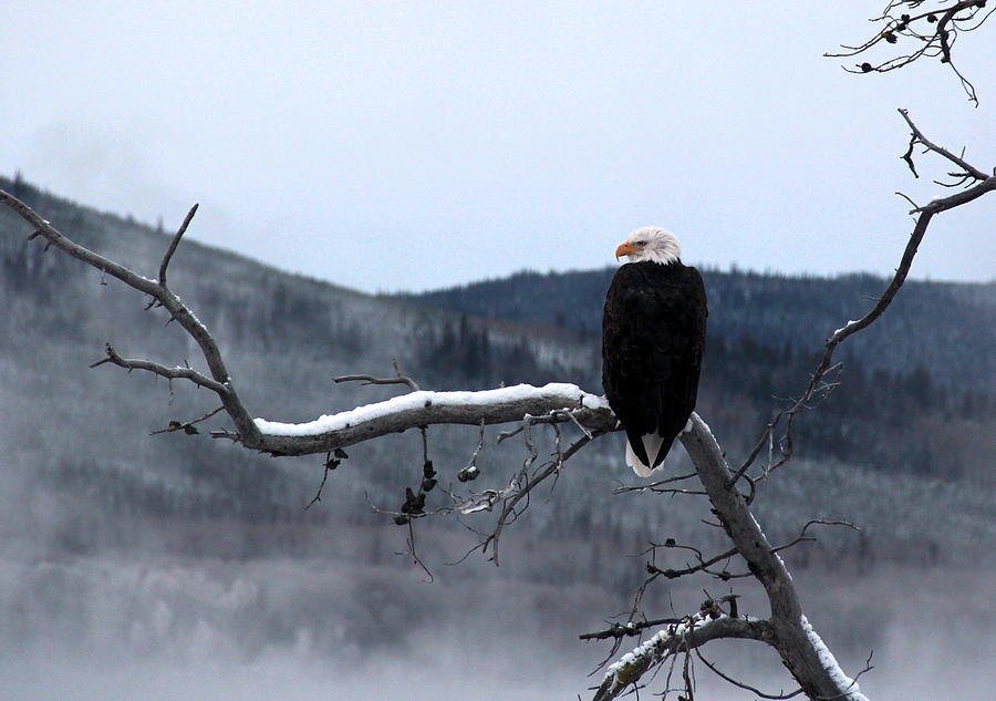 Bald Eagle Photograph by Kim French