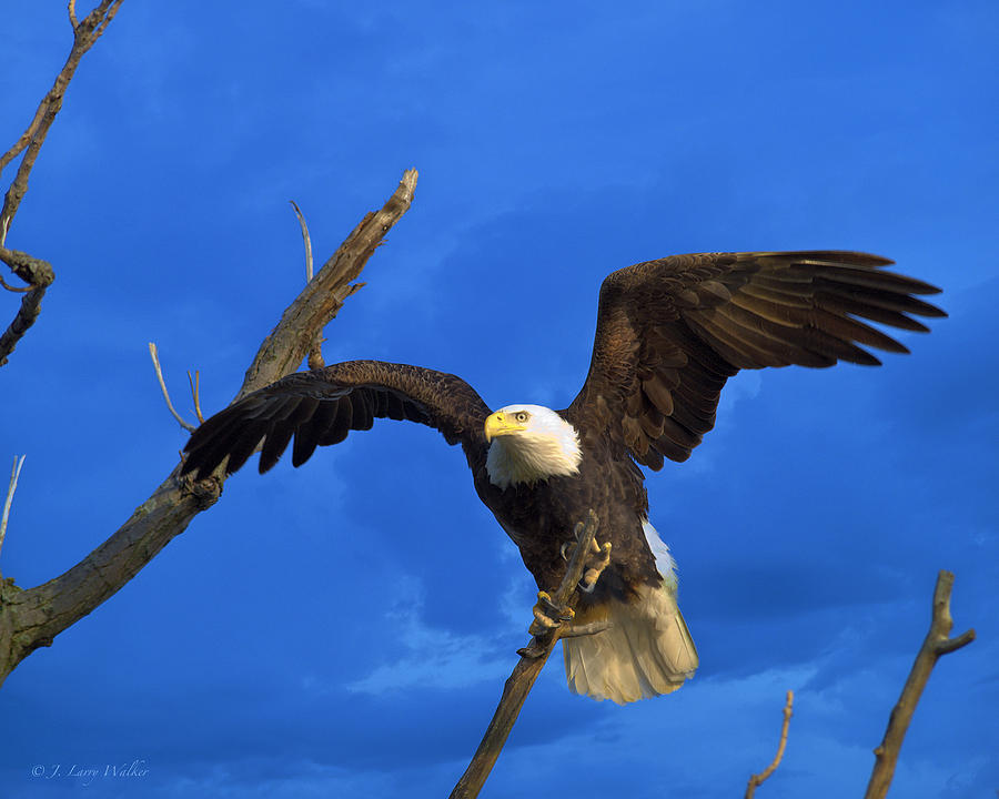 Bald Eagle Landing Digital Art by J Larry Walker
