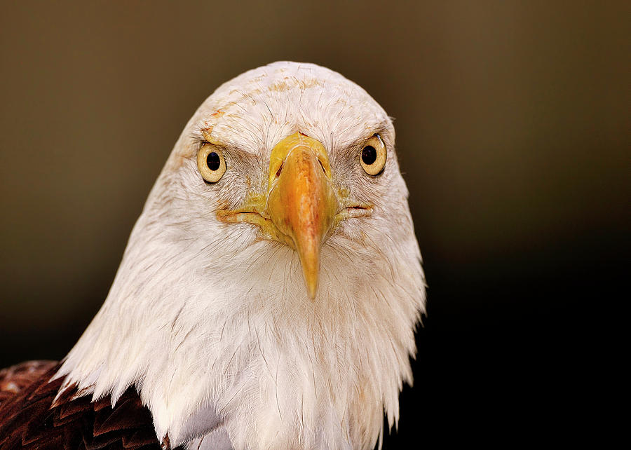 Bald Eagle looking in Photograph by Bill Dodsworth