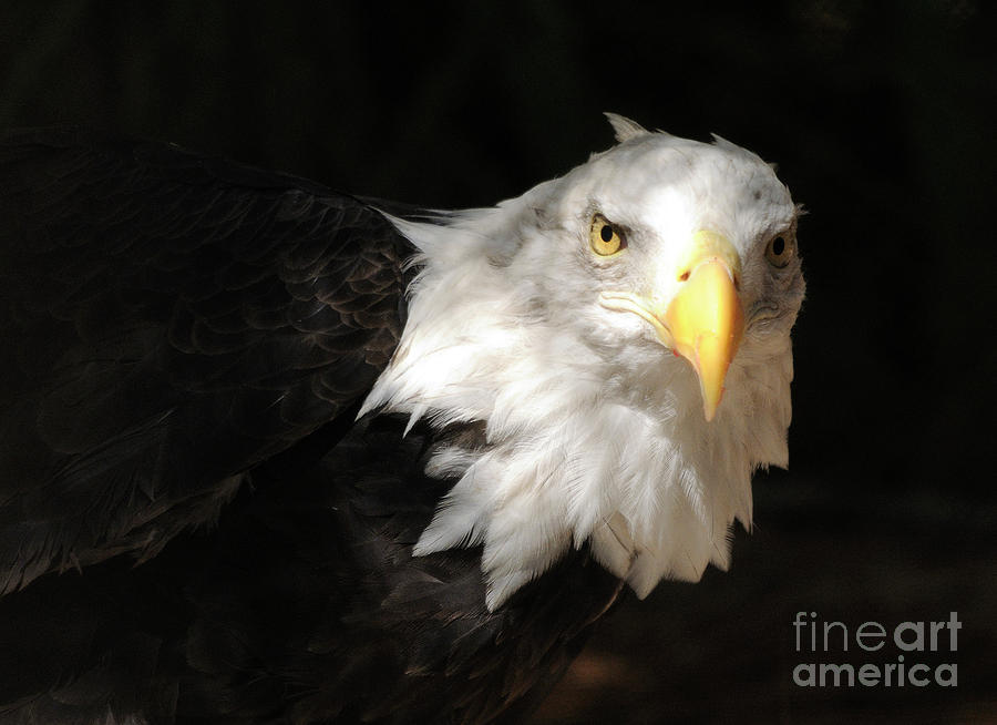 Bald Eagle Photograph by Marc Bittan