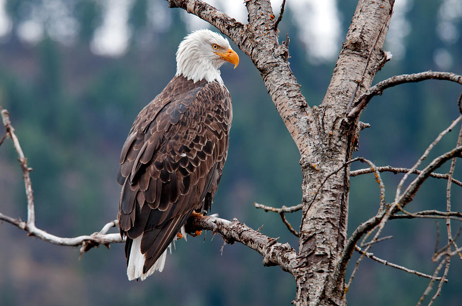 Bald Eagle Photograph by Elijah Weber - Fine Art America