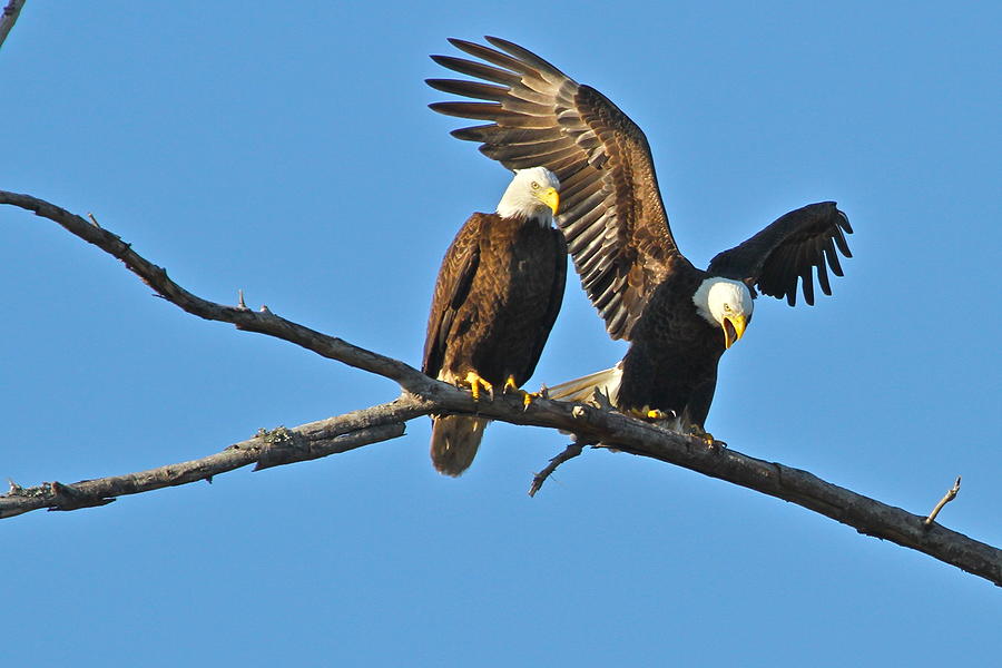 Bald Eagle 'mating Pair' Photograph by Carl Smith