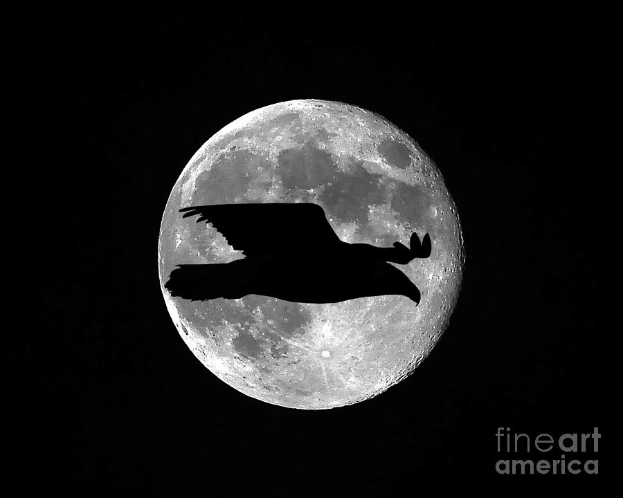 Eagle Photograph - Bald Eagle Moon by Al Powell Photography USA