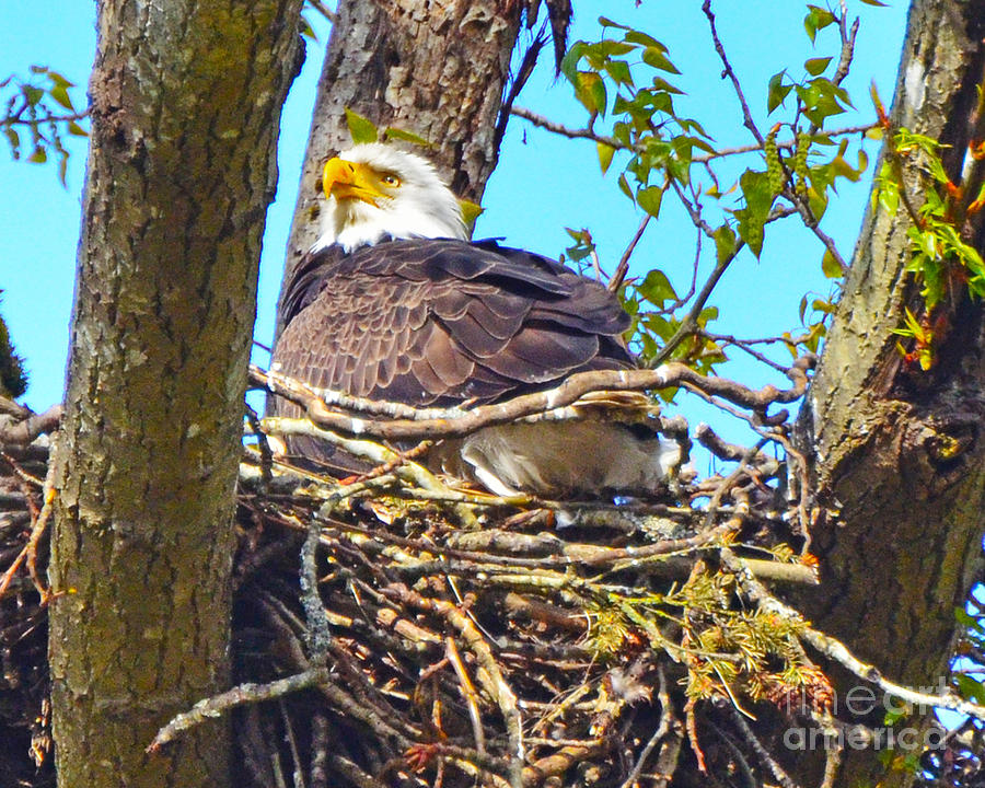 Bald Eagle Nest 2 Photograph by Jack Moskovita - Fine Art America