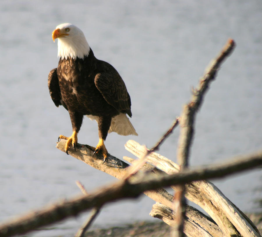 Bald Eagle On Driftwood Photograph by Kym Backland
