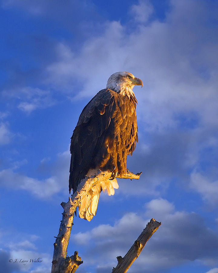 Bald Eagle On His Perch Digital Art by J Larry Walker