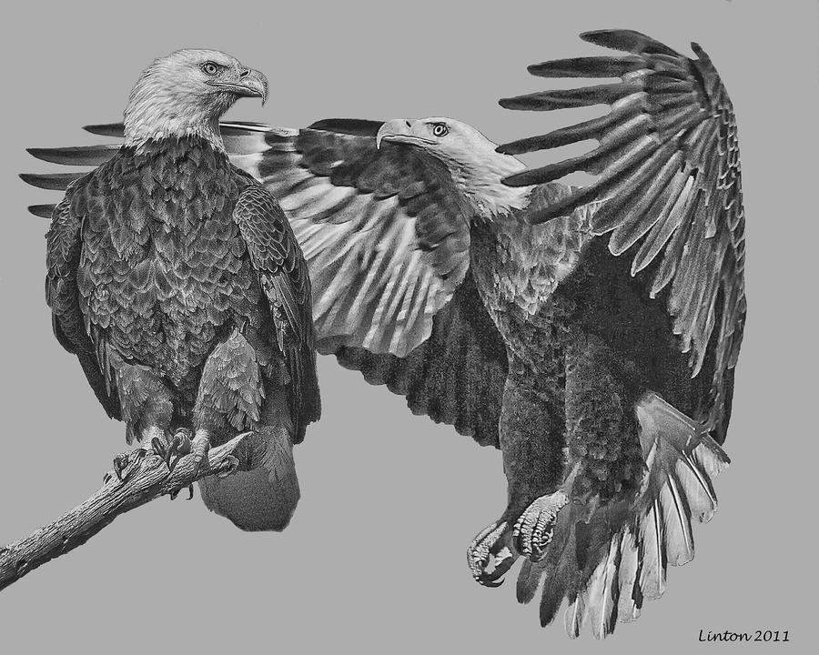 Bald Eagle Pair 2 Digital Art by Larry Linton