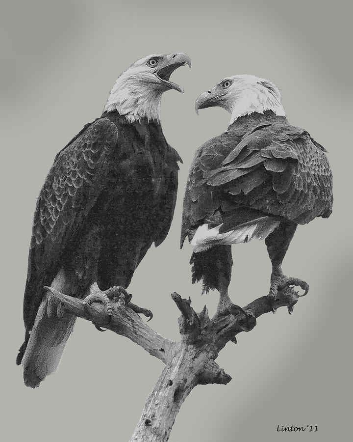 Bald Eagle Pair 4 Digital Art by Larry Linton