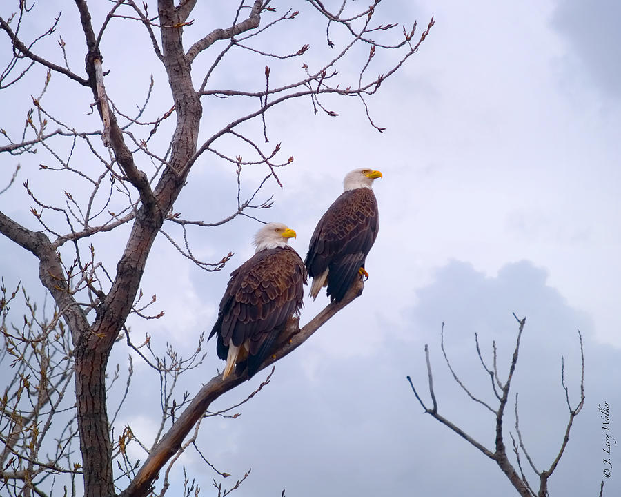 Bald Eagle Pair Looking At Storm Coming Digital Art by J Larry Walker
