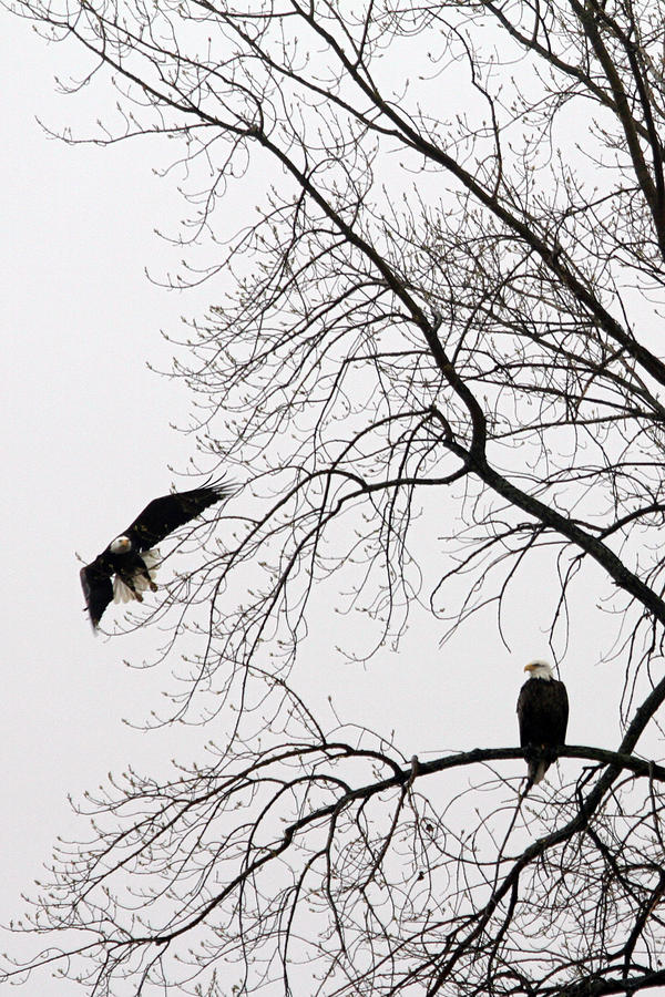 Bald Eagle Pair  Photograph by Mark J Seefeldt