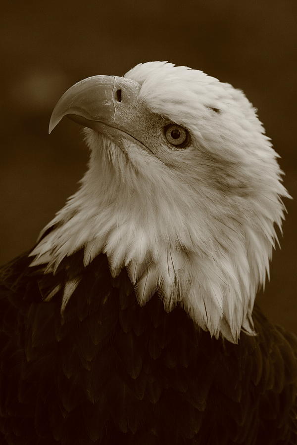 Bald Eagle Portrait Photograph by Bruce J Robinson