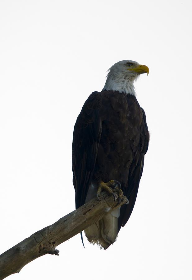 Bald Eagle Pose Photograph by Martin Cooper