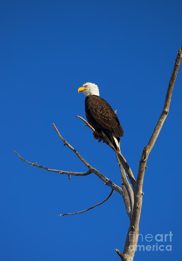 Eagle Photograph - Bald Eagle Profile by Michael Dawson