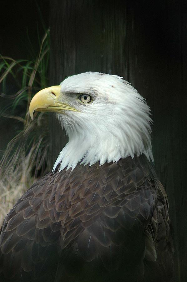 Eagle Photograph - Bald Eagle by Renee Hardison
