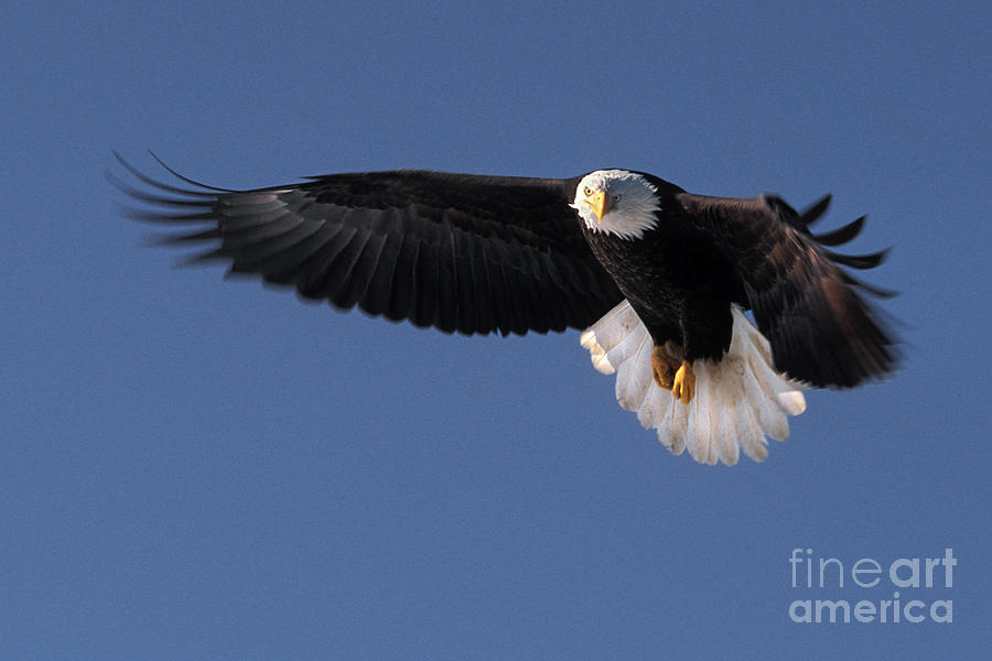 Bald Eagle Photograph by Ron Sanford and Photo Researchers