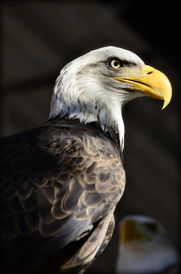 Bald Eagle  Photograph by Saija Lehtonen