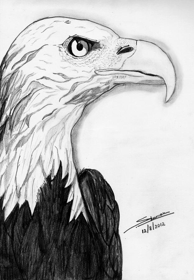 Eagle Drawing - Bald Eagle by Shashi Kumar