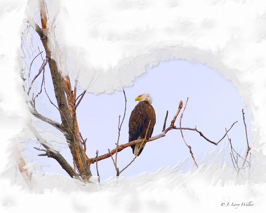 Bald Eagle Sitting As King Of This Area Digital Art by J Larry Walker