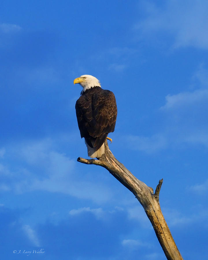 Wildlife Digital Art - Bald Eagle Sitting High by J Larry Walker