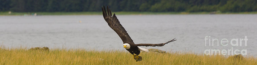 Bald Eagle Soaring Photograph by Darcy Michaelchuk