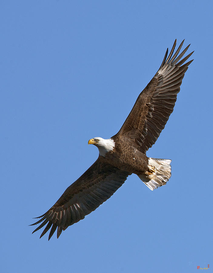 Bald Eagle Soaring over Pohick Bay DRB139 Photograph by Gerry Gantt