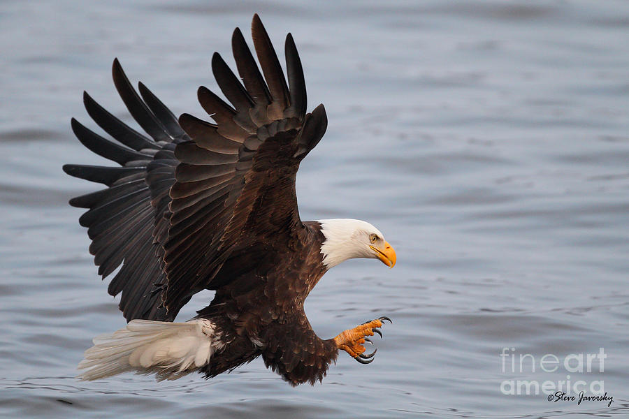 Bald Eagle Photograph by Steve Javorsky
