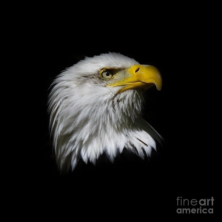 Bird Photograph - Bald Eagle by Steve McKinzie