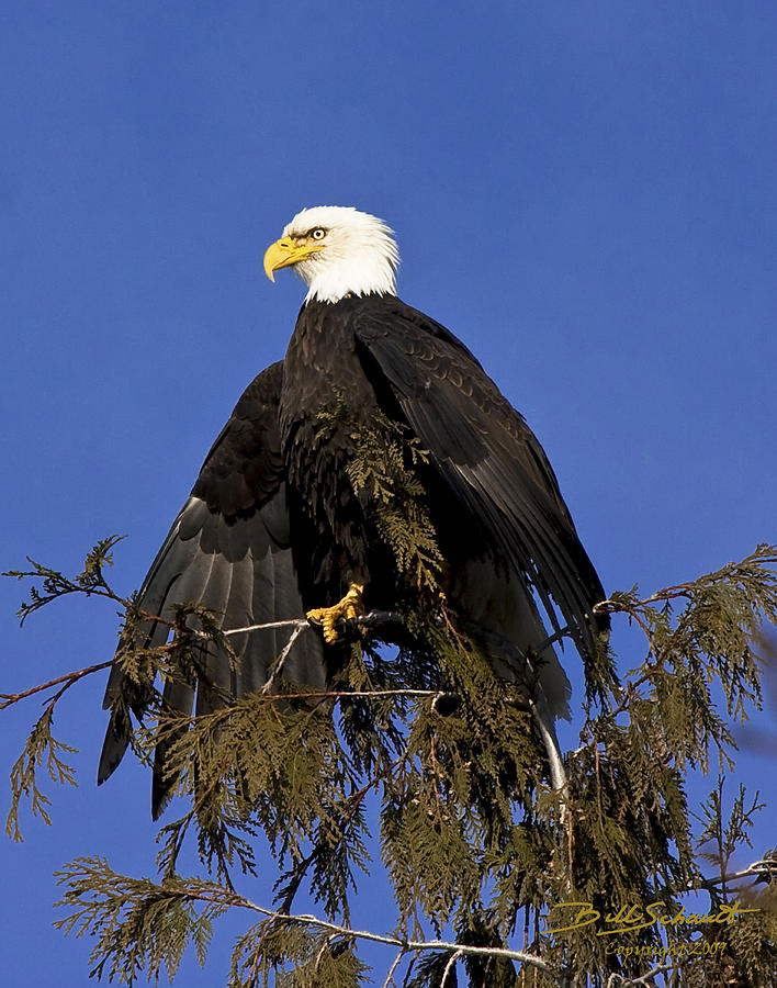 Bald Eagle Sunning in the winter Photograph by Bill Schaudt - Fine Art ...