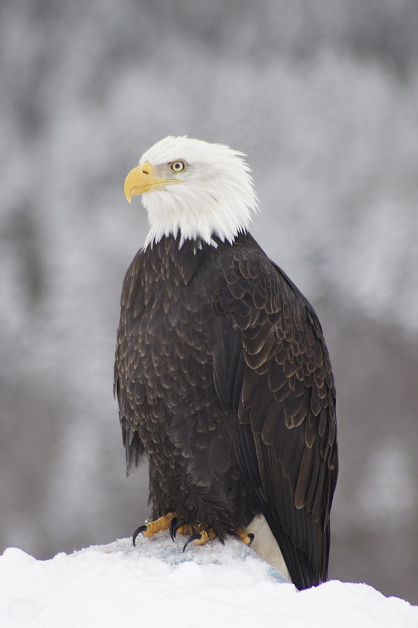 Bald Eagle Photograph by Sylvia Hart - Fine Art America