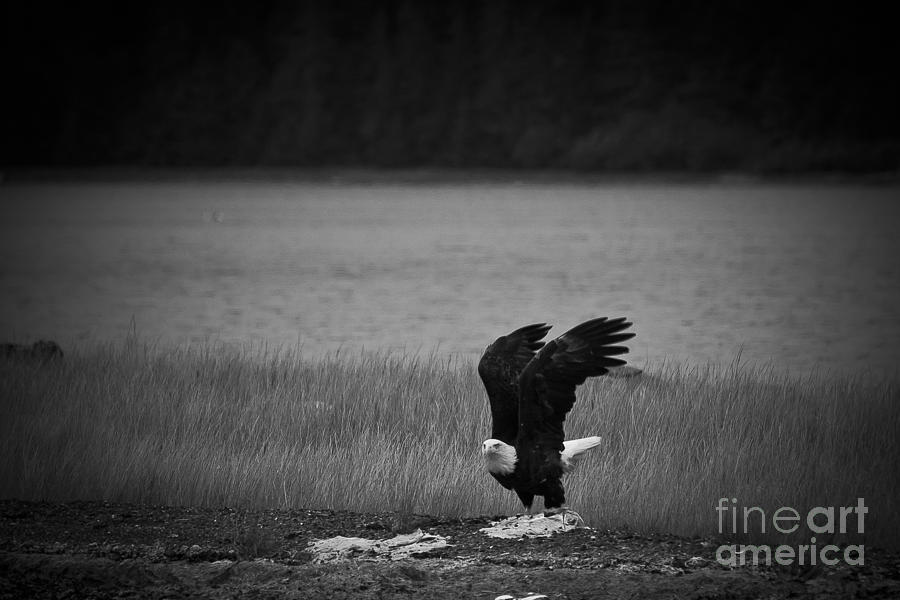 Eagle Photograph - Bald Eagle Take Off Series 3 of 8 by Darcy Michaelchuk