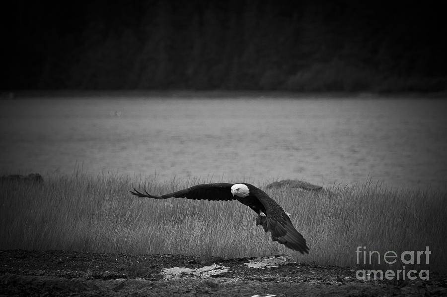 Bald Eagle Take Off Series 4 of 8 Photograph by Darcy Michaelchuk