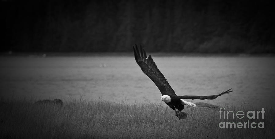 Bald Eagle Take Off Series 5 of 8 Photograph by Darcy Michaelchuk