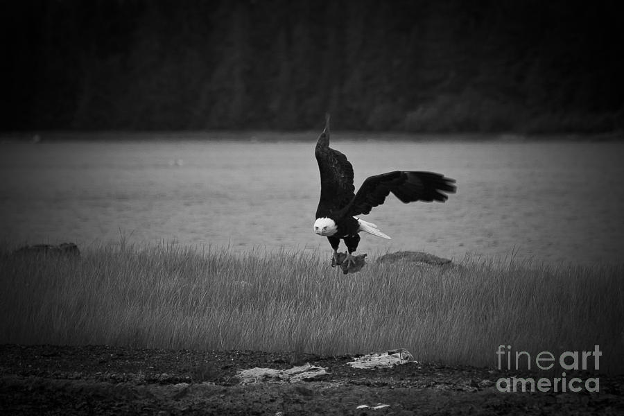 Bald Eagle Take Off Series 6 of 8 Photograph by Darcy Michaelchuk