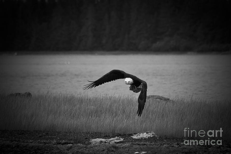 Bald Eagle Take Off Series 7 of 8 Photograph by Darcy Michaelchuk