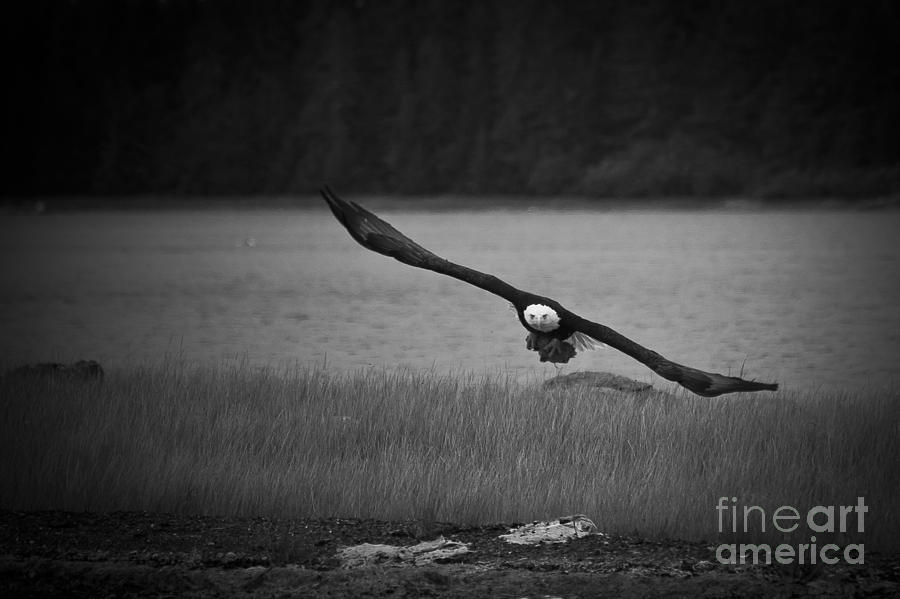 Bald Eagle Take Off Series 8 of 8 Photograph by Darcy Michaelchuk