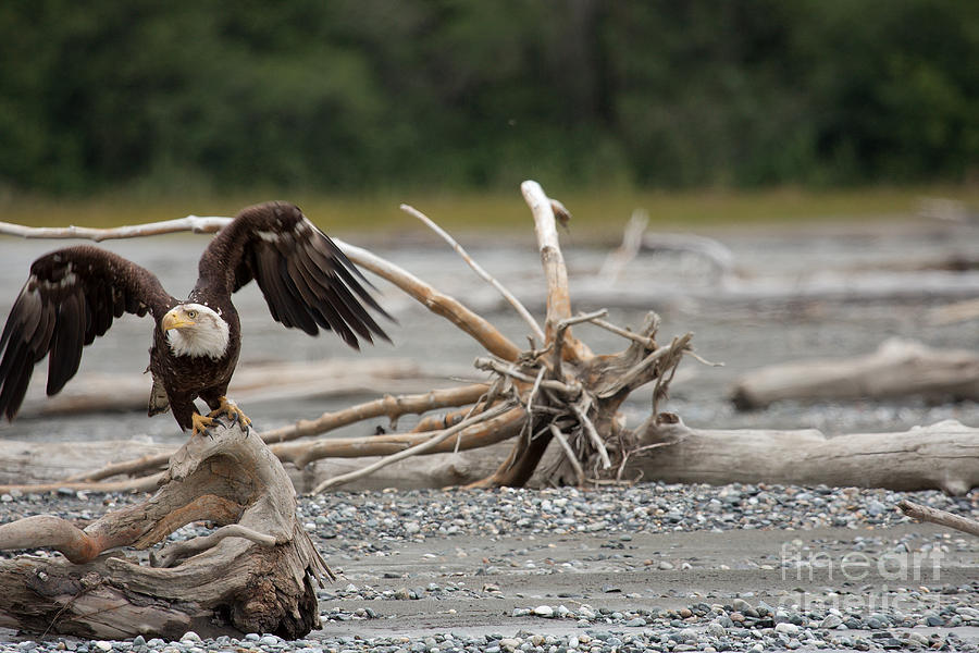 Eagle Photograph - Bald eagle taking off from dritf wood in Alaska. by Robert Wirth