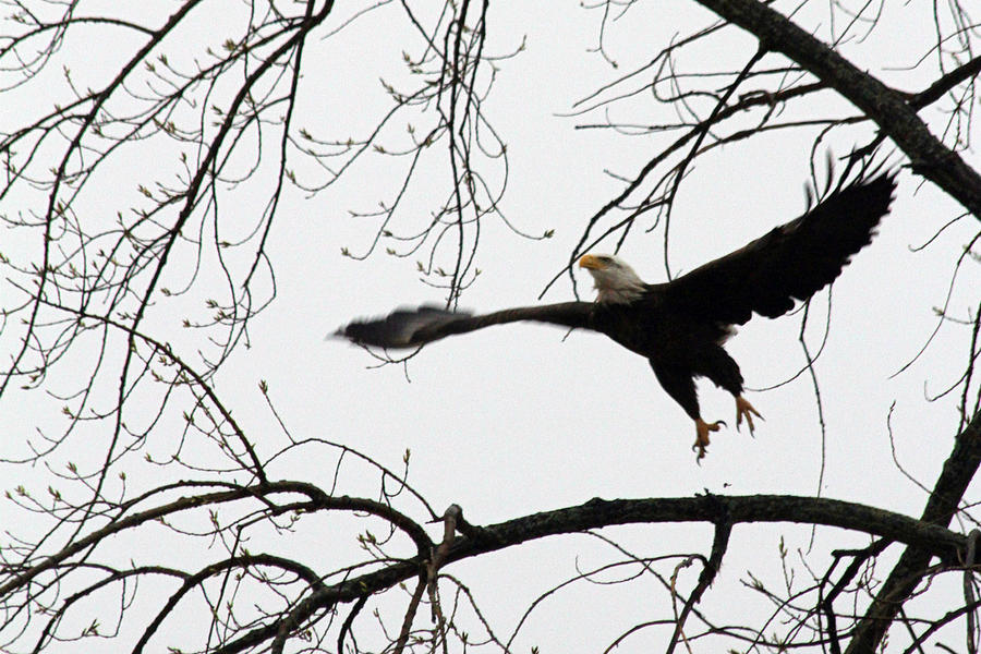 Bald Eagle Taking Off Photograph by Mark J Seefeldt