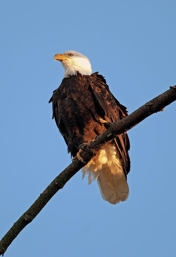 Bald Eagle Photograph by Terry Dadswell