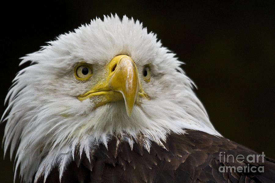 Bald Eagle The American Icon - 2 Photograph by Heiko Koehrer-Wagner