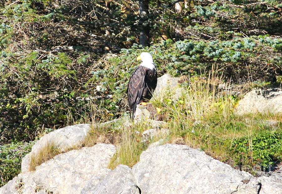 Bald Eagle upon rock Photograph by Pamela Walrath
