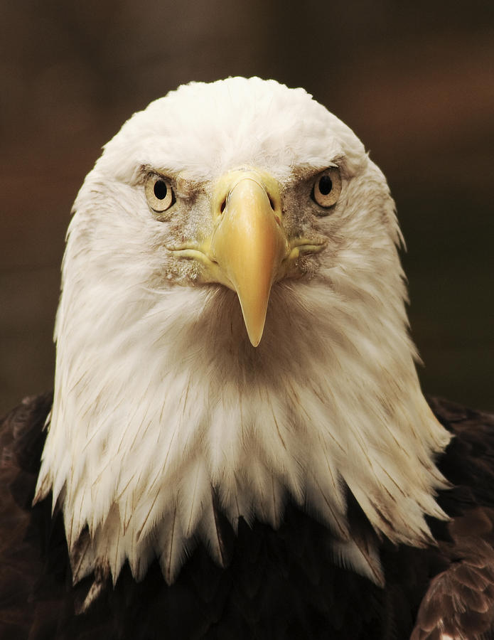 Bald Eagle Vertical Photograph By Evelyn Peyton - Fine Art America